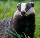 Wild animals disturb schools