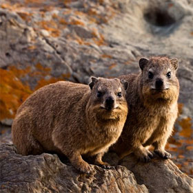Wild animals emit the same aroma as Ham Huong
