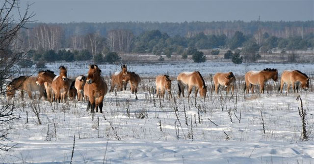 Wild animals proliferate where ever a nuclear disaster occurred