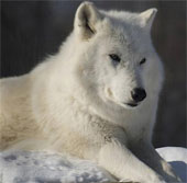 Wild beauty of polar white wolves