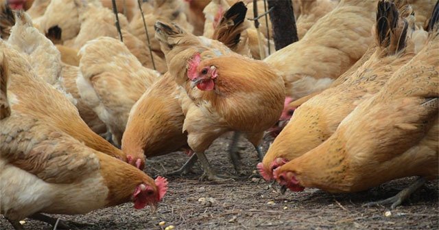 Wild birds could be the cause of bird flu in China