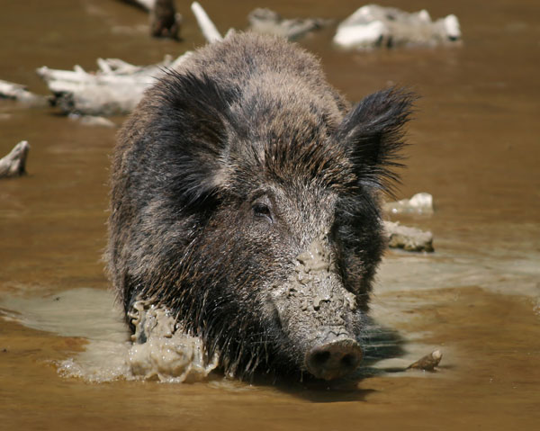 Wild boar appears in U Minh Ha National Park