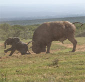 Wild buffalo buffalo elephants fly a few meters