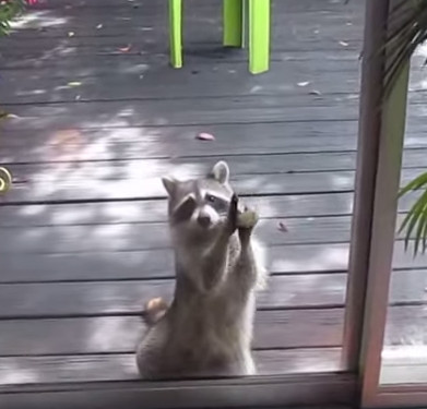 Wild cat bear knocked on the door of the house demanding food