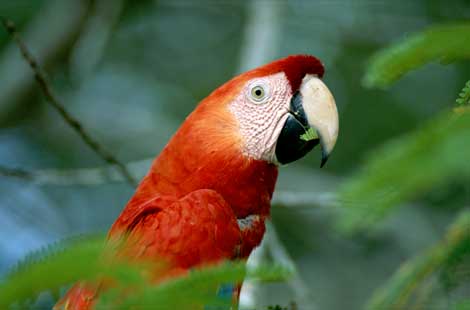 Wild colors