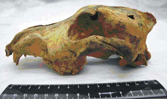 Wild dogs were domesticated 33,000 years ago