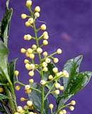 Wild flowers treat high blood pressure