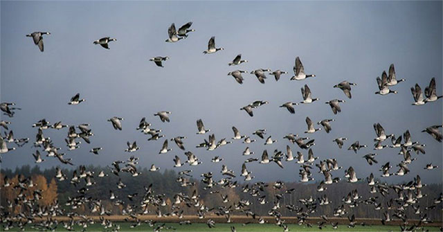 Wild geese change direction to cope with climate change