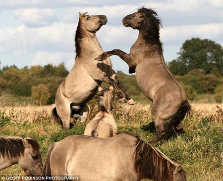 Wild horses