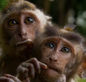 Wild monkey rebels, attacks people