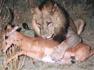Wild predators: Need 111kg of bait to increase 1kg