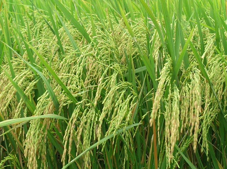 Wild rice helps solve the lack of food