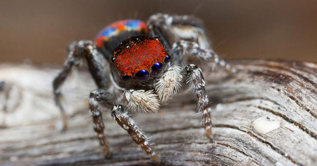 'Wild skin' wild spider with strange appearance