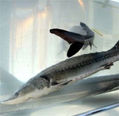 Wild sturgeon is endangered in China