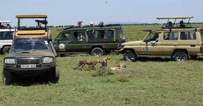 Wild tours are causing serious consequences