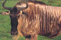 wildebeests