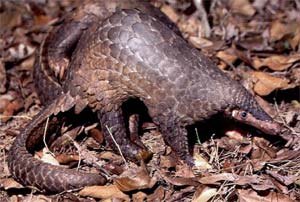 Wildlife: Not yet preserved, has ... liquidated