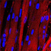 Will artificial muscles be used to test drugs?