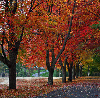 Will climate change change the color of autumn?