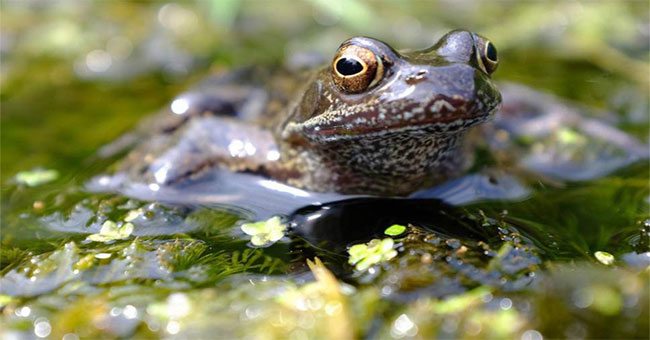 Will frogs become extinct because of pesticides?