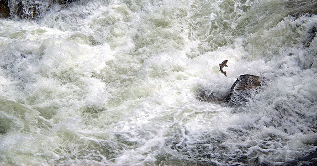 Will hydroelectric dams eradicate the largest Pacific salmon?