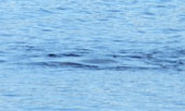 Will Loch Ness monsters appear in Scotland again?