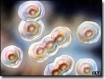 Will map DNA of 1000 people