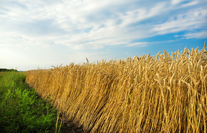 Will salty wheat solve the food crisis?