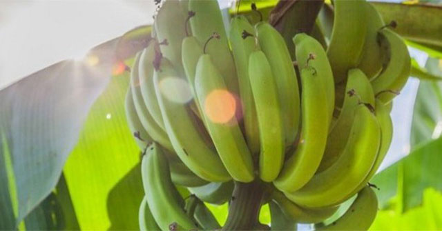 Will there not be enough bananas to feed humanity due to climate change?