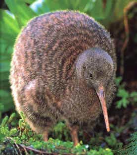 Wingless kiwifruit