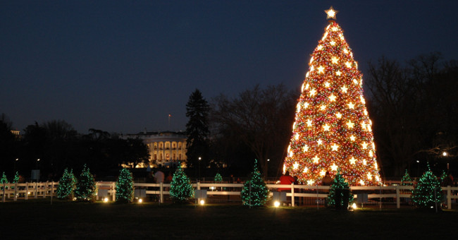 Winter discusses pine trees