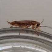 Wisdom cockroaches know how to avoid food with baits