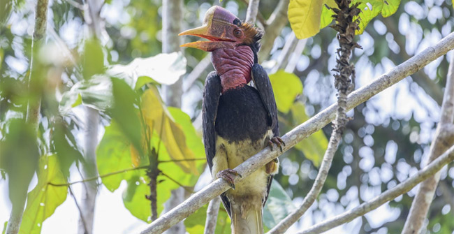With more precious horns than ivory, the ancient bird was at risk of extinction