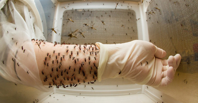 Wolbachia, 'ultimate weapon' against dengue?