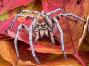 Wolf spiders have the ability to release silk from ... legs