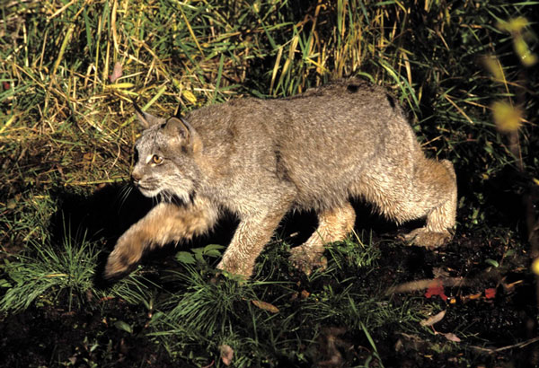 Wolves help protect threatened forest cats