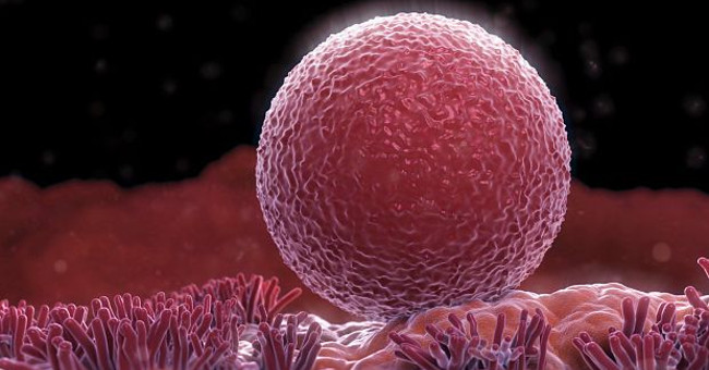 Women can produce eggs continuously throughout their lives