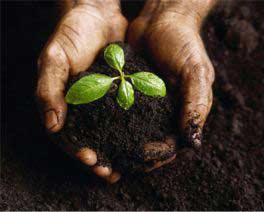 Wonderful transmission of plants