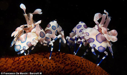 Wonderful world under water