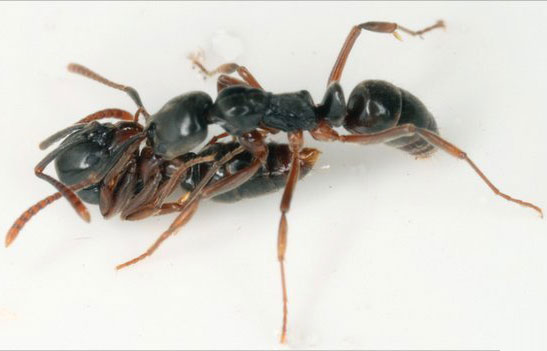 Worker ants 'thanks' you transport food