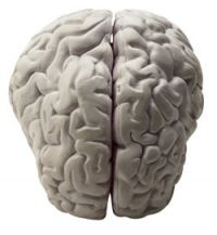 Working memory
