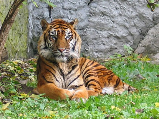 World leaders meet for tigers