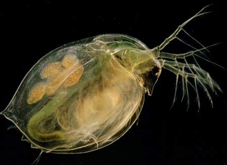 World of bacteria - interesting things