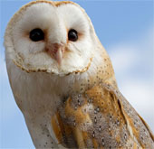 World of owl species