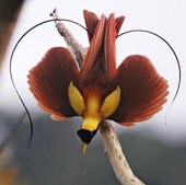 World of paradise birds