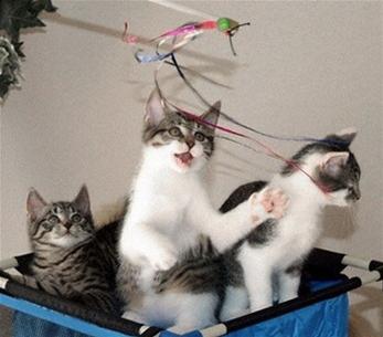 World's first asexual reproduction cat gives birth