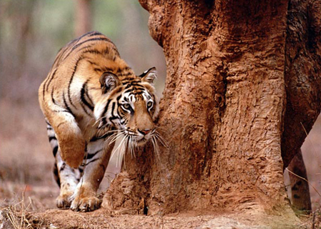 World's largest tiger sanctuary