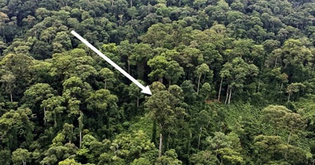 World's tallest tropical tree in Malaysia