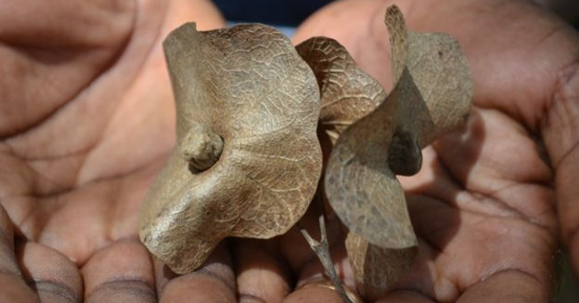 Worldwide there are more than 60,000 tree species