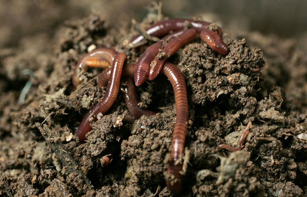 Worms also cause global warming